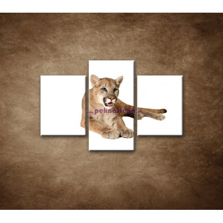 Obrazy na stenu - Levica - 3dielny 90x60cm