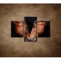Obrazy na stenu - Kone - 3dielny 90x60cm