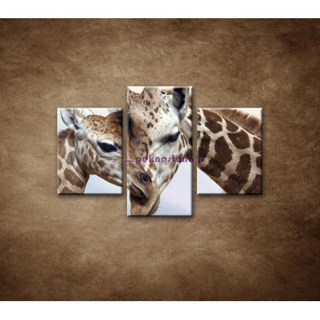 Obrazy na stenu - Žirafy - 3dielny 90x60cm