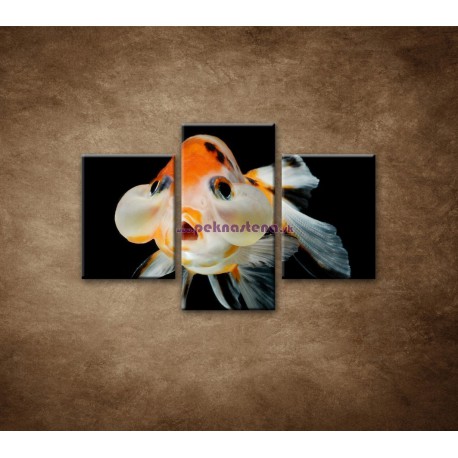 Obrazy na stenu - Rybka - 3dielny 90x60cm