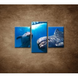 Obrazy na stenu - Delfíni pod vodou - 3dielny 90x60cm