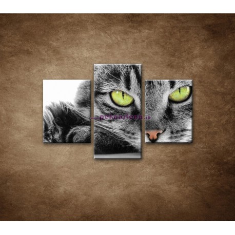 Obrazy na stenu - Mačací pohľad - 3dielny 90x60cm
