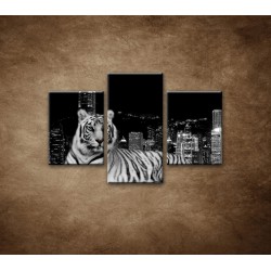 Obrazy na stenu - Mestský tiger - 3dielny 90x60cm