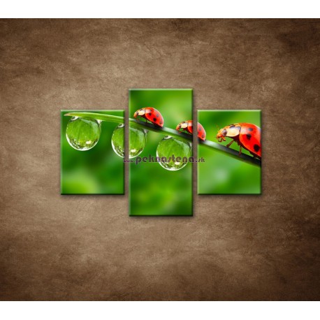 Obrazy na stenu - Lienky na liste - 3dielny 90x60cm