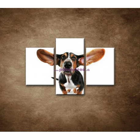 Obrazy na stenu - Ušatý pes - 3dielny 90x60cm