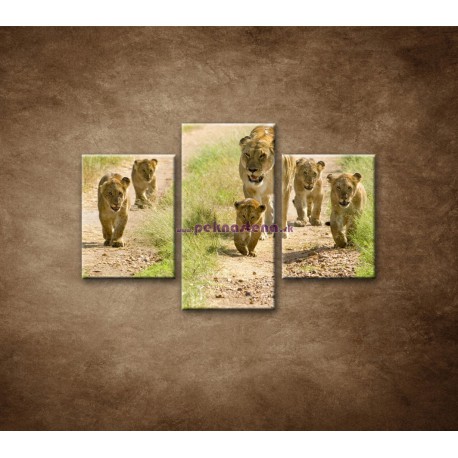 Obrazy na stenu - Levia rodinka - 3dielny 90x60cm