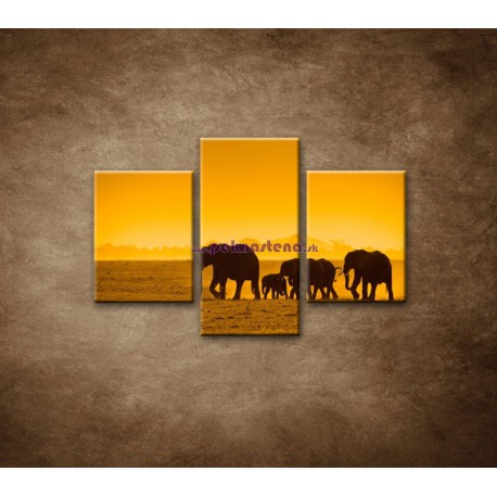 Obrazy na stenu - Slonia rodinka - 3dielny 90x60cm