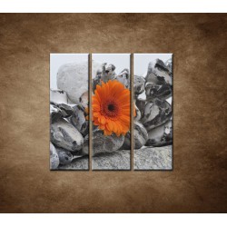 Obrazy na stenu - Oranžová gerbera a kamene - 3dielny 90x90cm