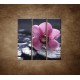 Obrazy na stenu - Ružová orchidea na kameni - 3dielny 90x90cm