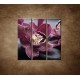 Obrazy na stenu - Orchidea na kameni - 3dielny 90x90cm