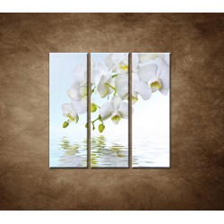 Obrazy na stenu - Biela orchidea nad hladinou - 3dielny 90x90cm