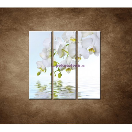 Obrazy na stenu - Biela orchidea nad hladinou - 3dielny 90x90cm