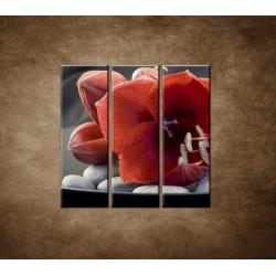 Obrazy na stenu - Červená amarylka - 3dielny 90x90cm