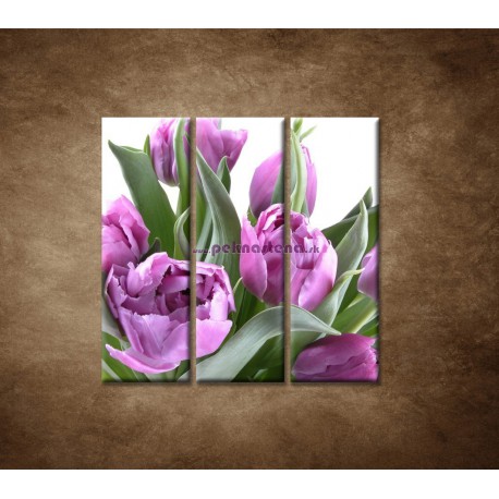 Obrazy na stenu - Nežné tulipány - 3dielny 90x90cm