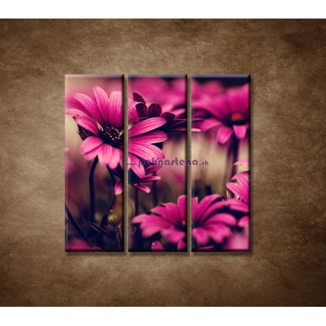 Obrazy na stenu - Ružové gerbery - 3dielny 90x90cm