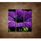 Obrazy na stenu - Fialový kvet - 3dielny 90x90cm