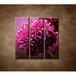 Obrazy na stenu - Kvetinové pozadie - 3dielny 90x90cm