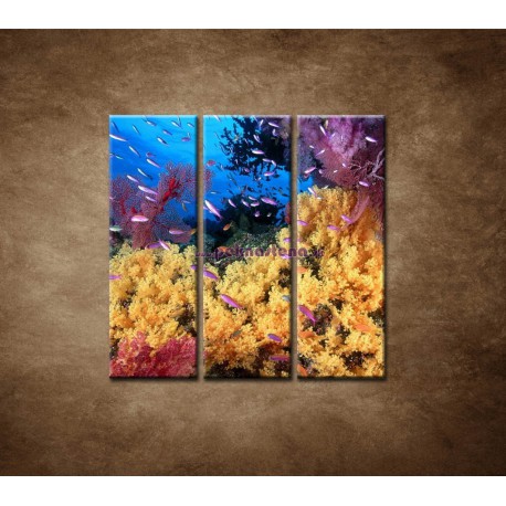 Obrazy na stenu - Korálový útes - 3dielny 90x90cm