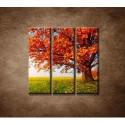 Obrazy na stenu - Jesenný dub - 3dielny 90x90cm