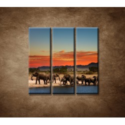 Obrazy na stenu - Safari - 3dielny 90x90cm
