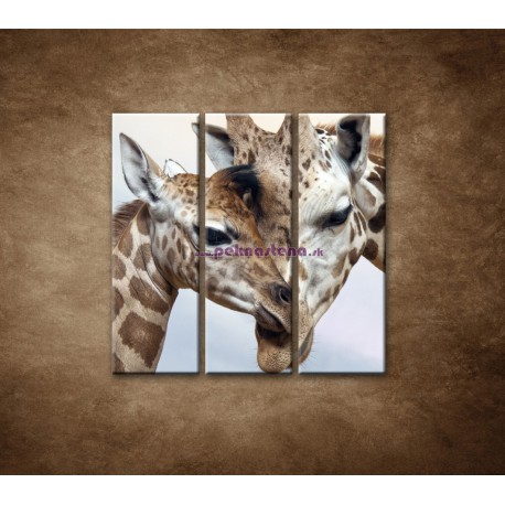 Obrazy na stenu - Žirafy - 3dielny 90x90cm