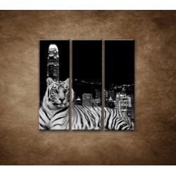 Obrazy na stenu - Mestský tiger - 3dielny 90x90cm