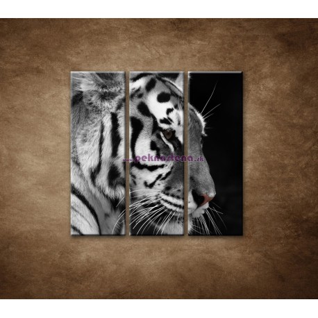 Obrazy na stenu - Tiger - detail - 3dielny 90x90cm