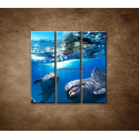 Obrazy na stenu - Delfíni pod vodou - 3dielny 90x90cm