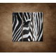 Obrazy na stenu - Zebra - oko - 3dielny 90x90cm