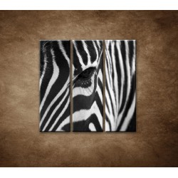 Obrazy na stenu - Zebra - oko - 3dielny 90x90cm