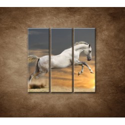 Obrazy na stenu - Kôň pri západe slnka - 3dielny 90x90cm