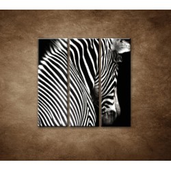 Obrazy na stenu - Zebra - 3dielny 90x90cm