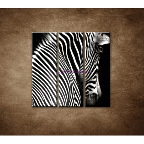 Obrazy na stenu - Zebra - 3dielny 90x90cm