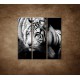 Obrazy na stenu - Sibírsky tiger - 3dielny 90x90cm