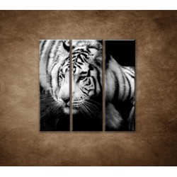 Obrazy na stenu - Sibírsky tiger - 3dielny 90x90cm