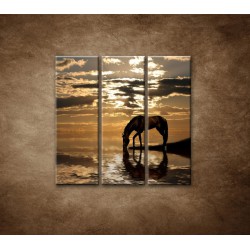 Obrazy na stenu - Kôň pri jazere - 3dielny 90x90cm