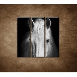 Obrazy na stenu - Biely kôň - 3dielny 90x90cm
