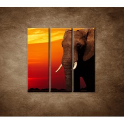 Obrazy na stenu - Afrika - 3dielny 90x90cm