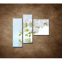 Obrazy na stenu - Biela orchidea nad hladinou - 3dielny 110x90cm