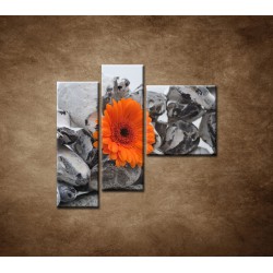 Obrazy na stenu - Oranžová gerbera a kamene - 3dielny 110x90cm