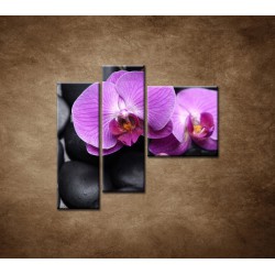 Obrazy na stenu - Ružové orchidey - 3dielny 110x90cm