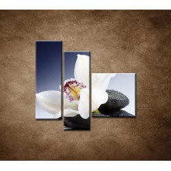 Obrazy na stenu - Biela orchidea na čiernom kameni - 3dielny 110x90cm