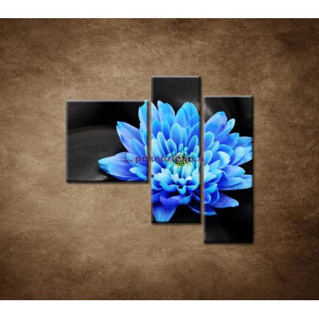 Obrazy na stenu - Modrý kvet na kameňoch - 3dielny 110x90cm