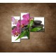 Obrazy na stenu - Orchidea na kameňoch - 3dielny 110x90cm