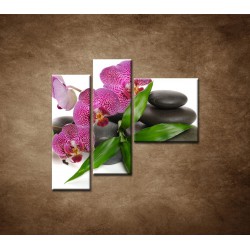 Obrazy na stenu - Orchidea na kameňoch - 3dielny 110x90cm