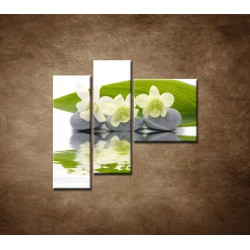 Obrazy na stenu - Biele kvety na kameňoch - 3dielny 110x90cm