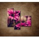 Obrazy na stenu - Ružové gerbery - 3dielny 110x90cm