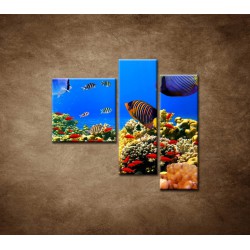 Obrazy na stenu - Podmorský svet - 3dielny 110x90cm