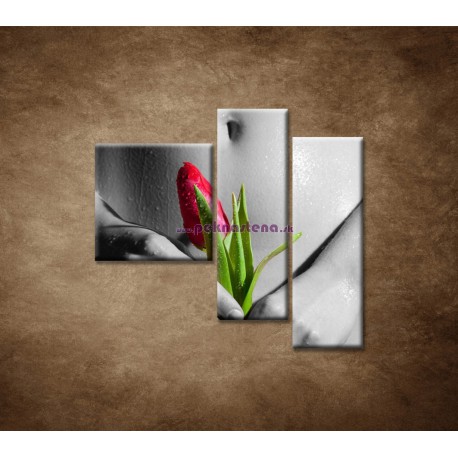 Obrazy na stenu - Mokré dievča s tulipánom - 3dielny 110x90cm