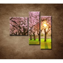 Obrazy na stenu - Kvitnúce čerešne - 3dielny 110x90cm